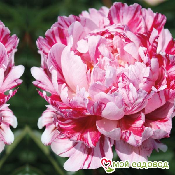 Пион Кэнди Страйп