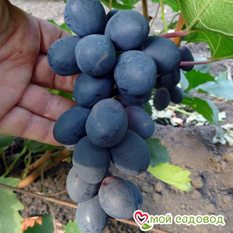 Виноград Руслан