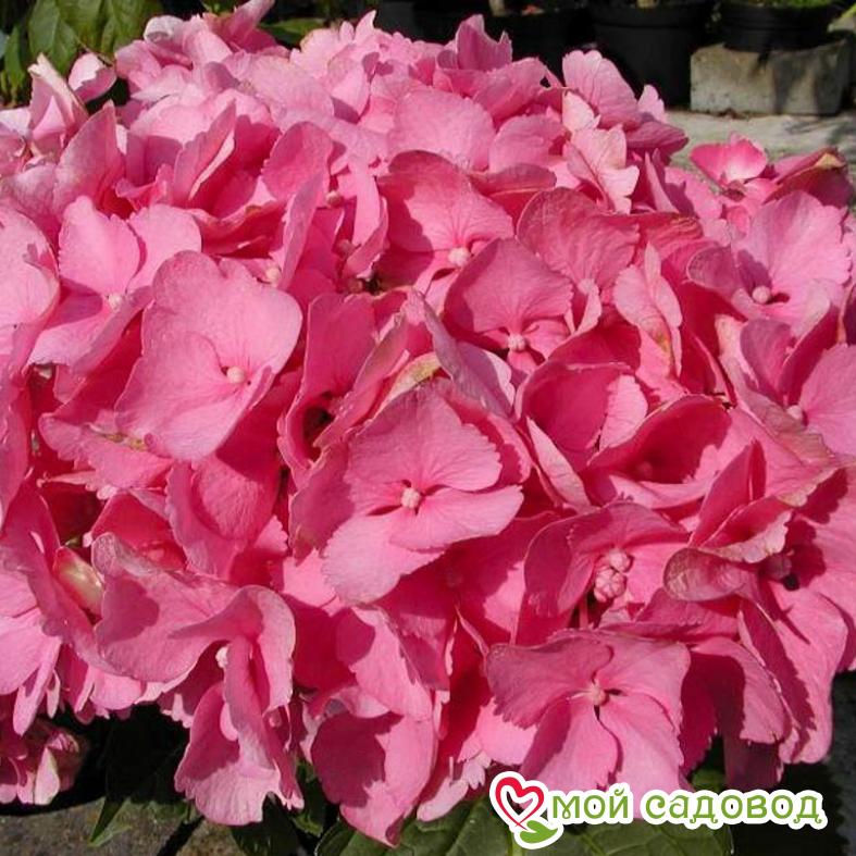 Гортензия крупнолистовая Фрейденштейн ЗКС