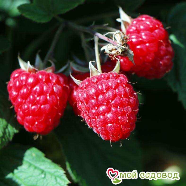 Малина ремонтантная Полька