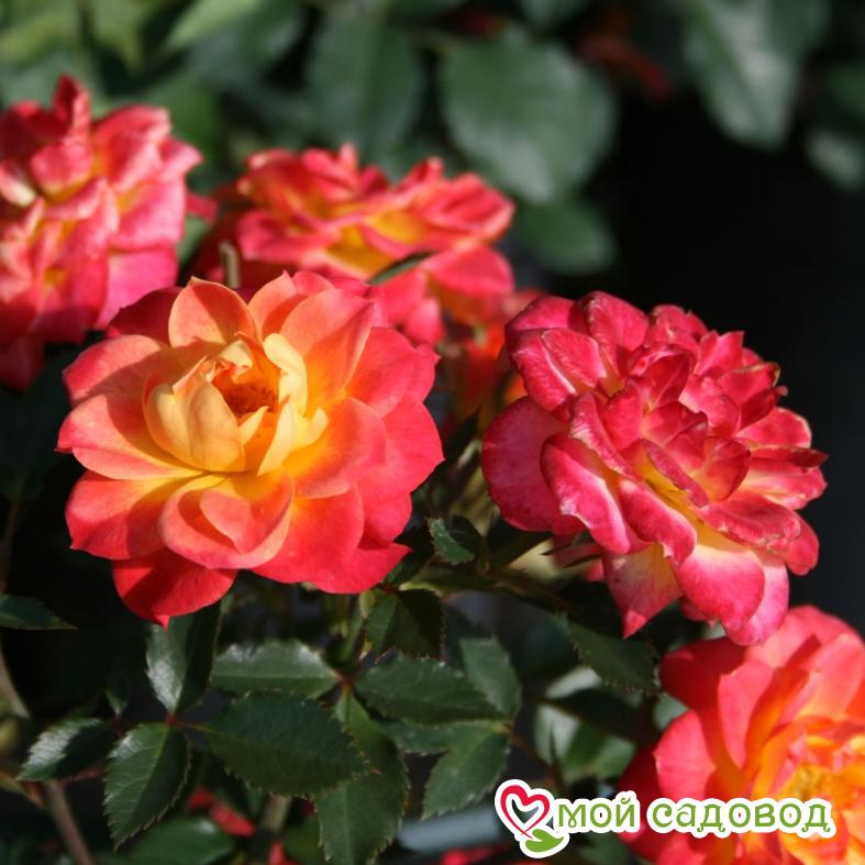 Роза Мандарин