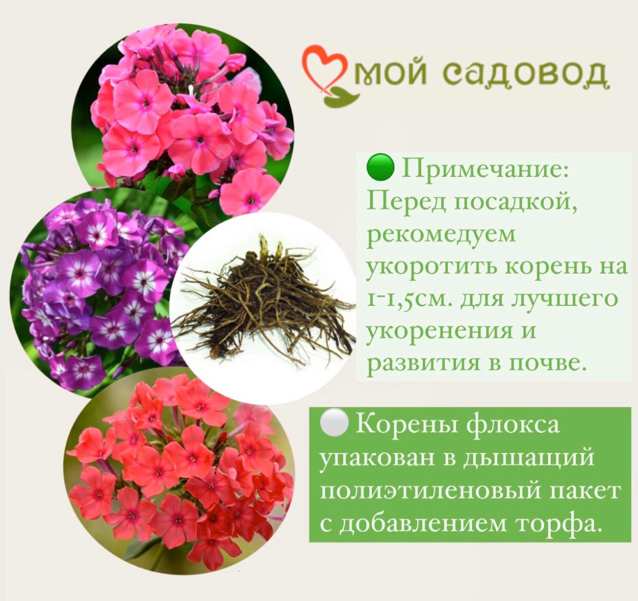 ФЛОКС МЕТЕЛЬЧАТЫЙ ЛАУРА