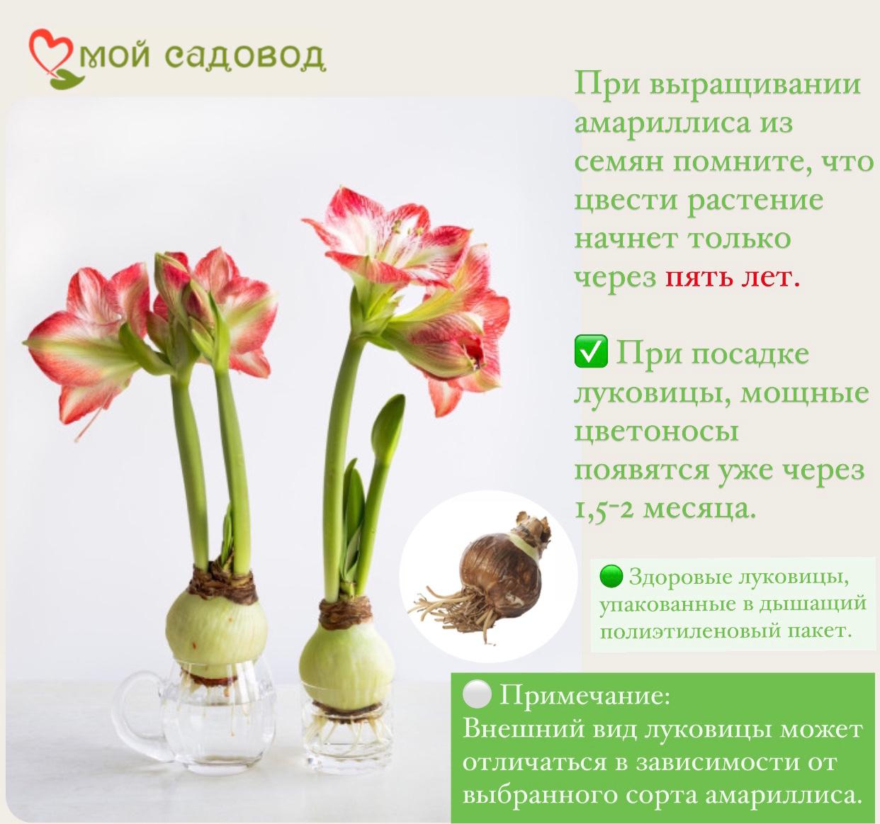 Амариллис Денсинг Квин