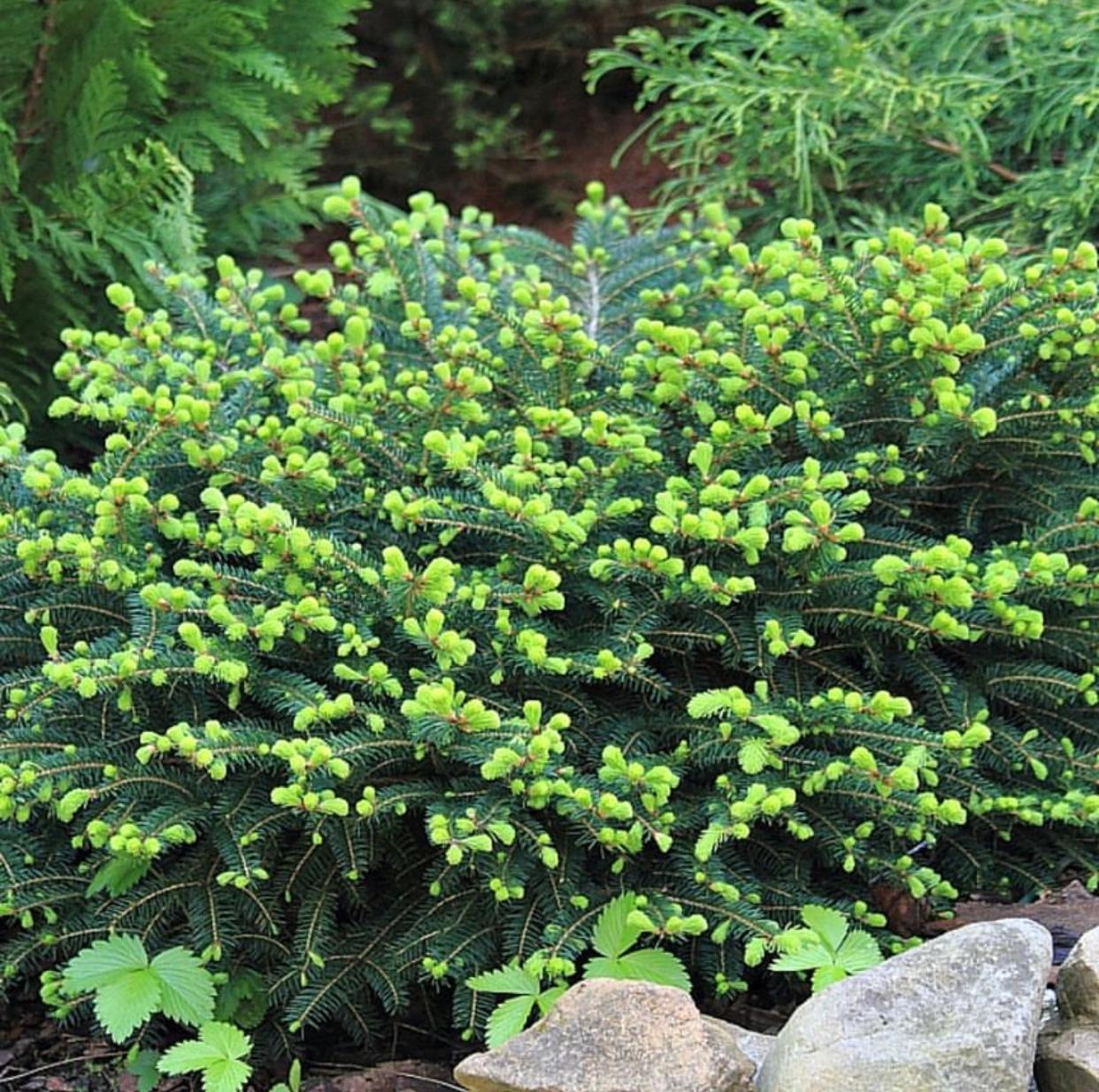 ПИХТА БАЛЬЗАМИЧЕСКАЯ "НАНА"