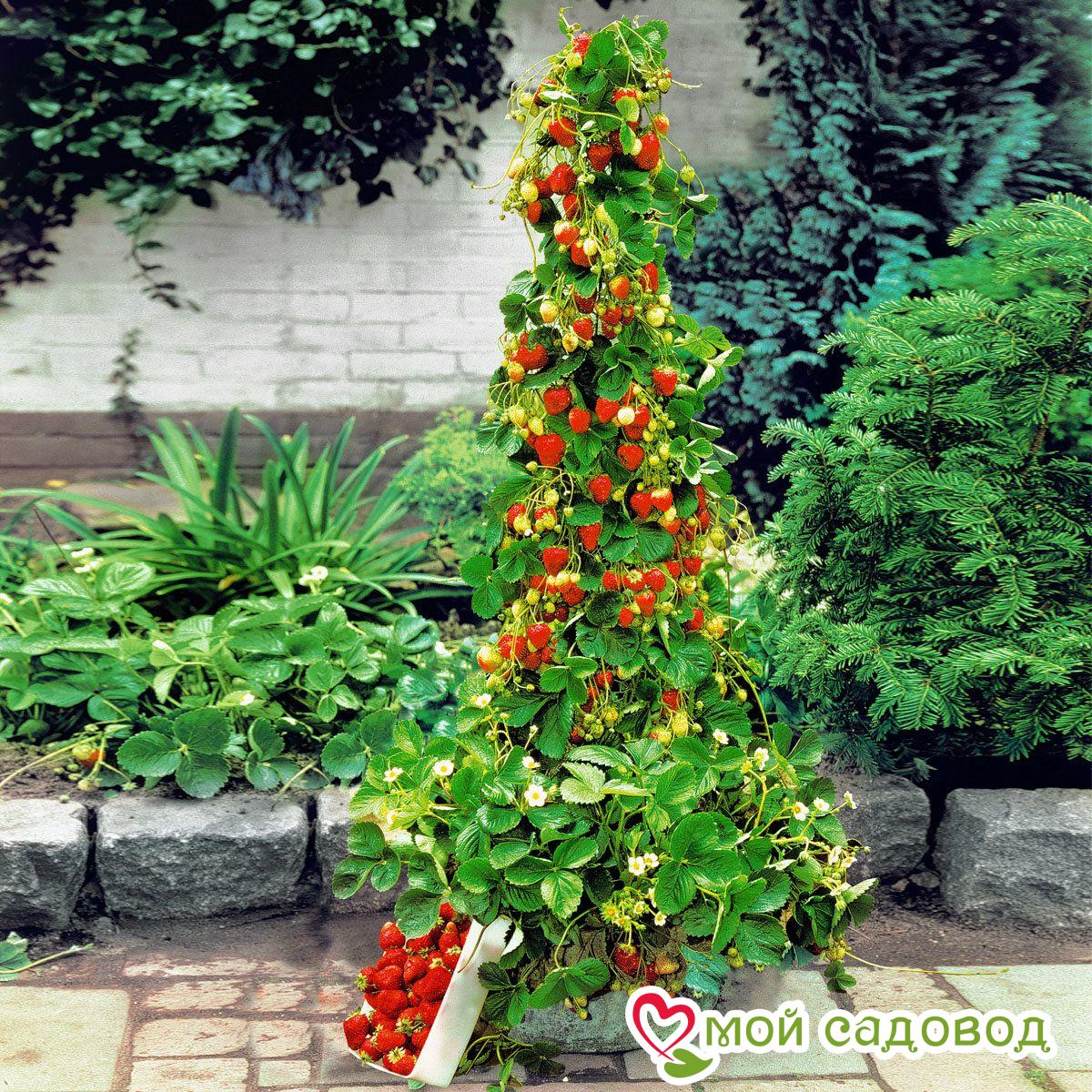 Клубника ремонтантная (крупноплодная) Вьющаяся