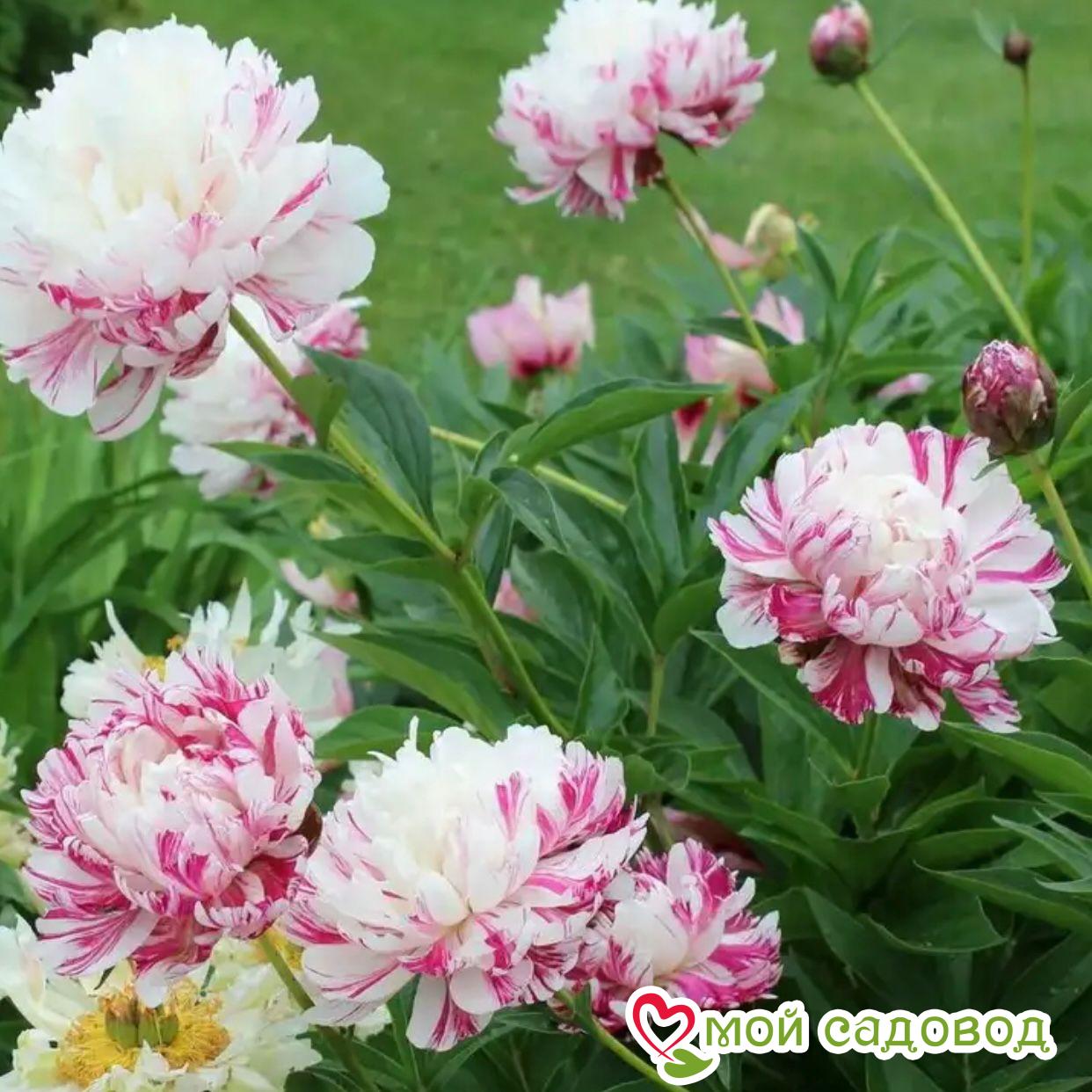 Пион Киринмару