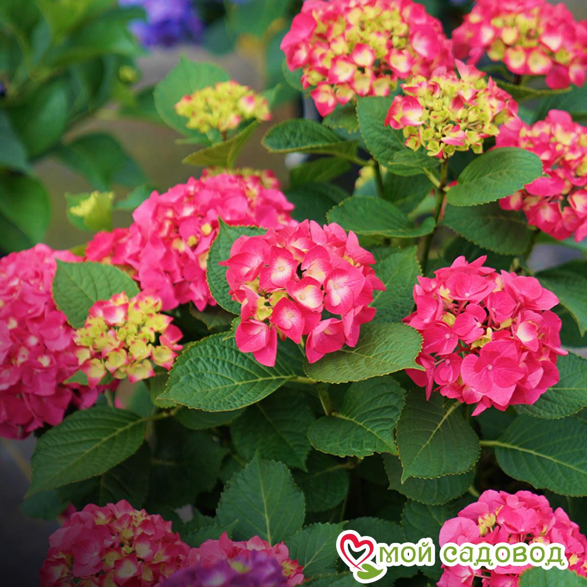 Гортензия крупнолистная Hot Red