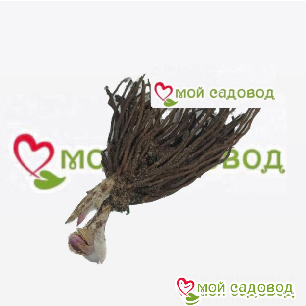 Морозник Силвер Лайнинг